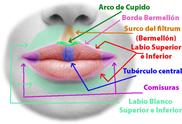 queiloplastia-anatomia-labios