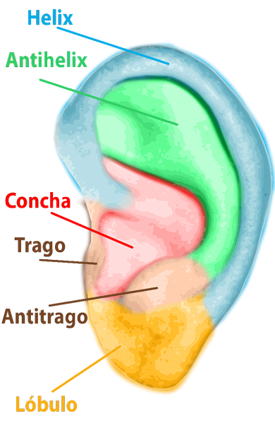 otoplastia anatomia oreja